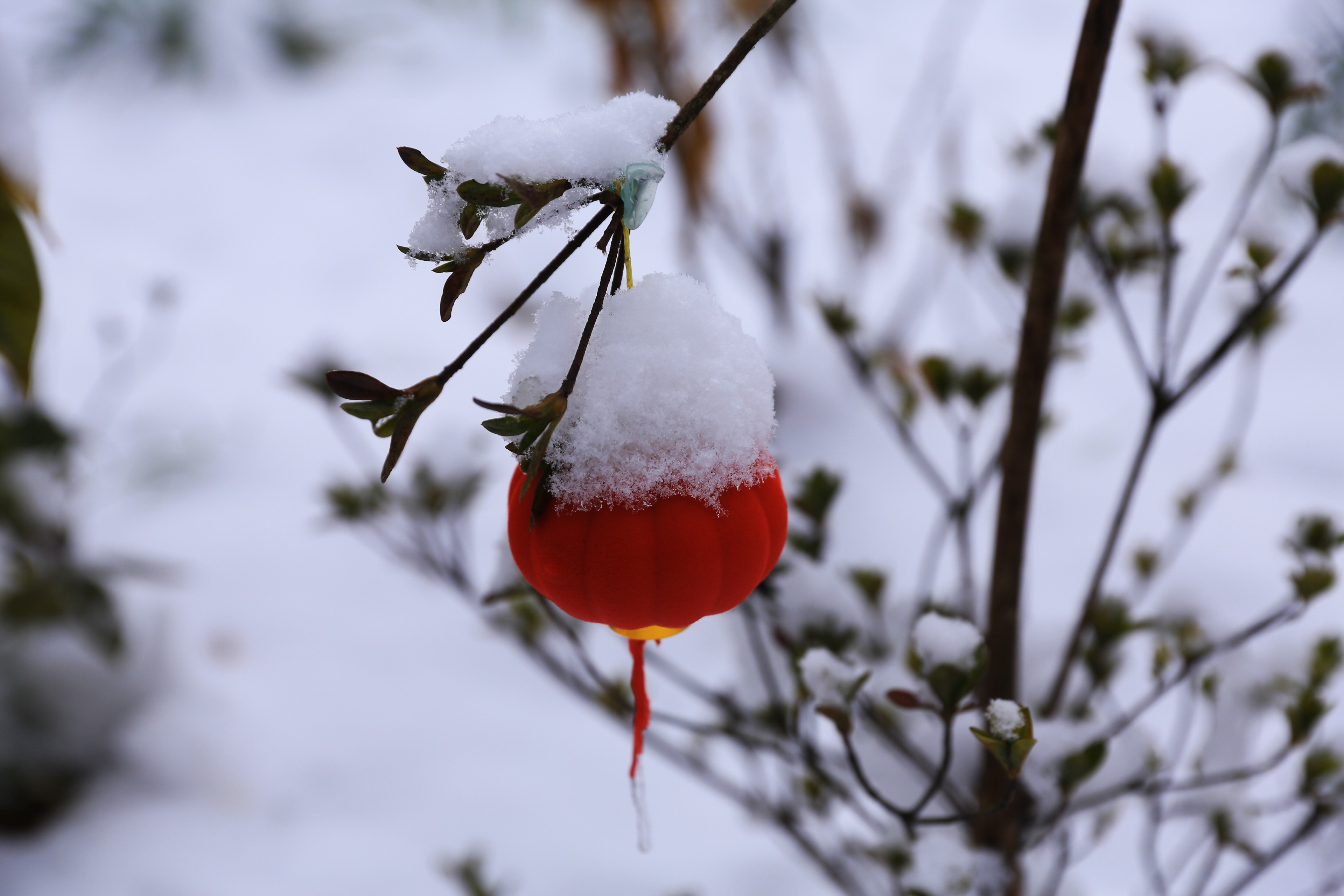 最新版红雪,业界瞩目的“最新版红雪”问世。