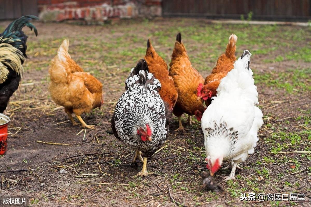 肉鹅价格最新行情,市场肉鹅价格动态速览