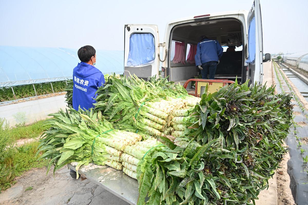 上海西瓜价格最新行情,上海西瓜市价动态