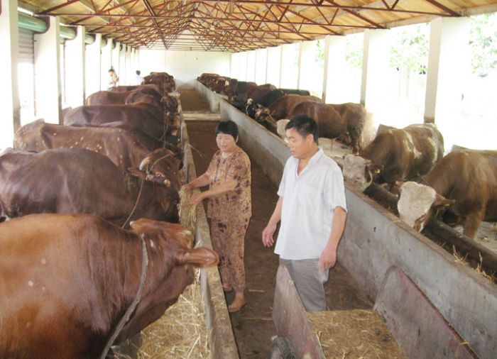 最新出栏肉牛价格,最新上市肉牛报价