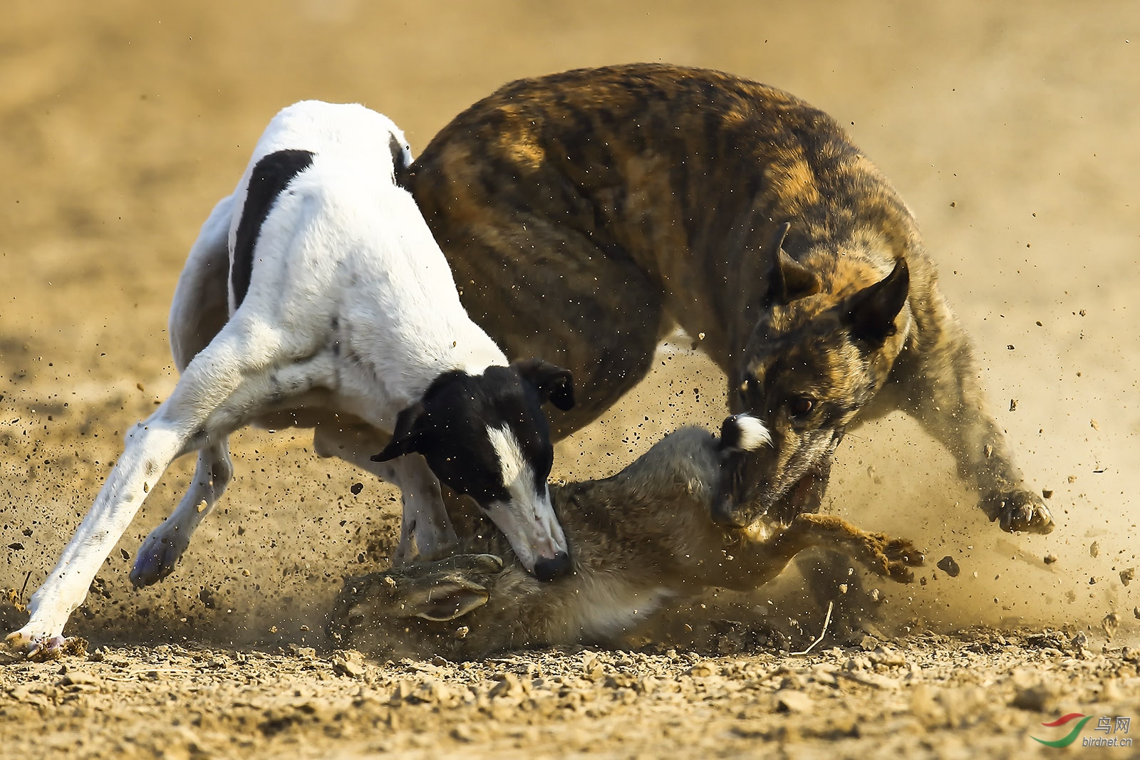 2017最新狗撵兔,2017年度猎犬追兔风采录